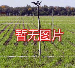 番茄越夏好育苗