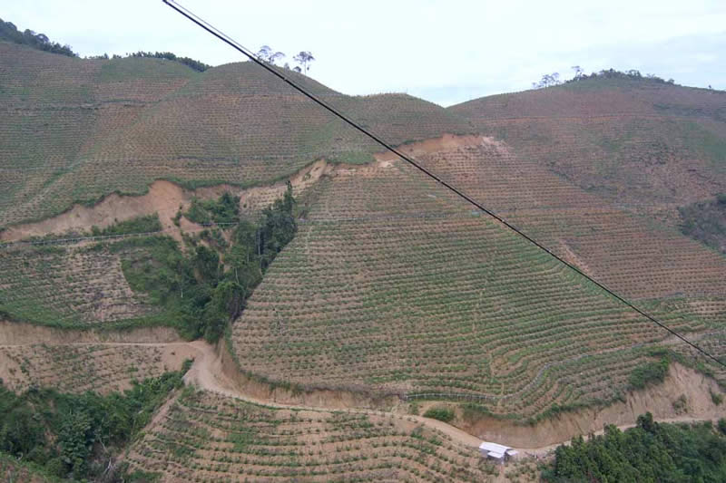 高山香蕉滴灌